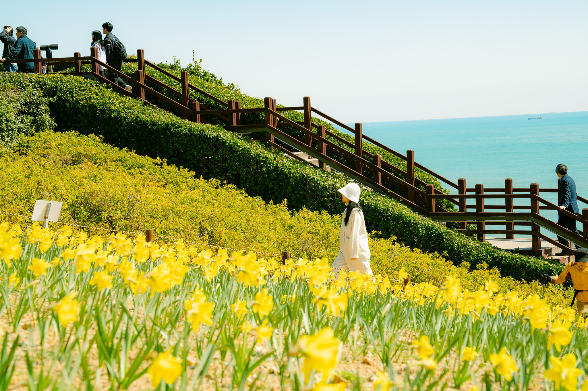 Daffodils at Oryukdo Sunrise Park, Spring Beside the Sea in Busan