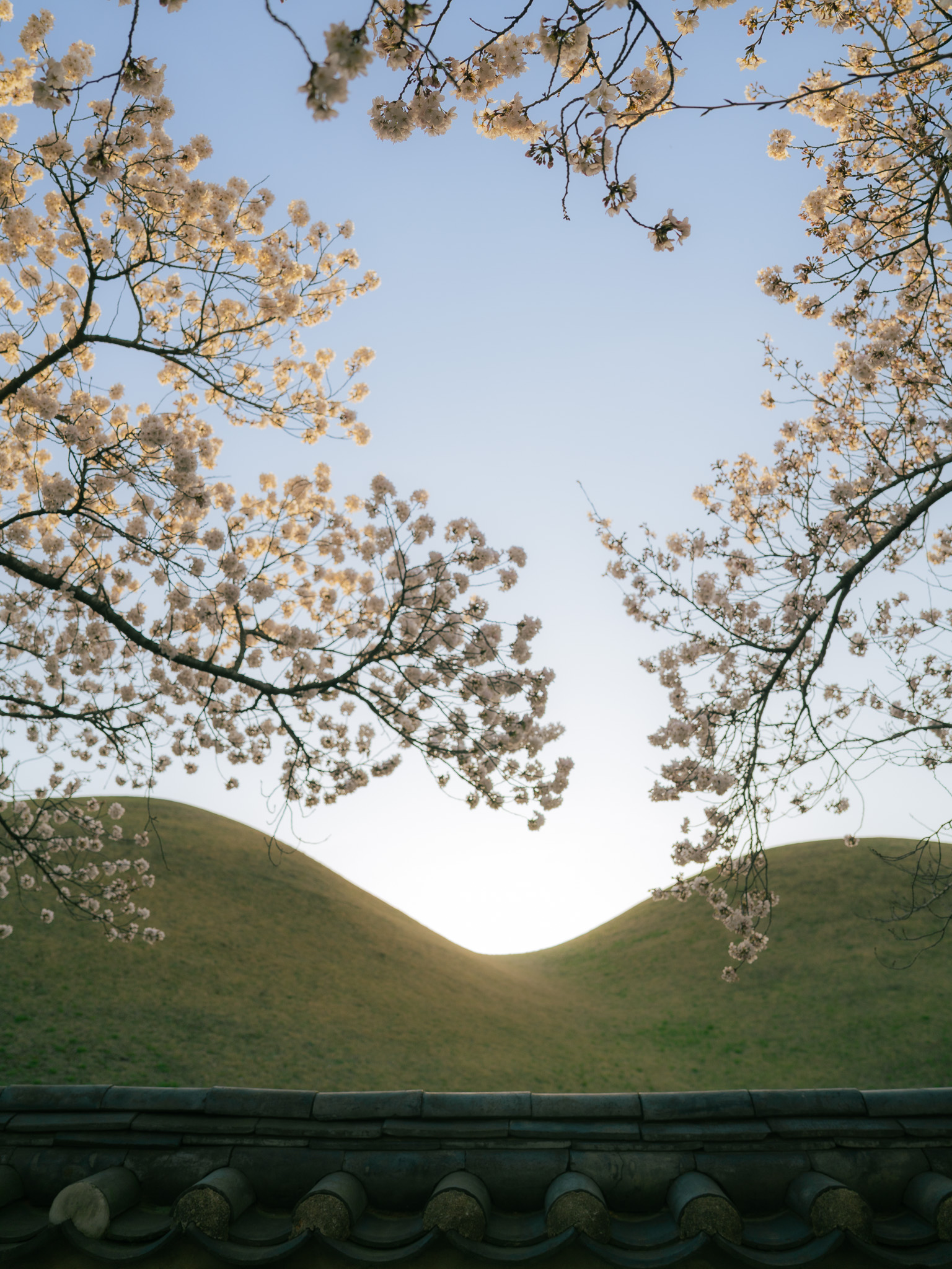 🌸 Spring in Gyeongju — Where History Blooms in Petals